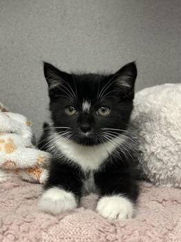 Amos -  Domestic Short Hair Cat for Adoption in Alexandria, Virginia - Amos | PetCurious