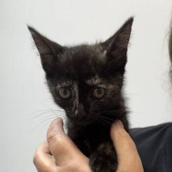 Arabia -  Domestic Short Hair Cat for Adoption in Atlanta, Georgia - Arabia | PetCurious