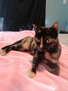 Domestic Short Hair and Tortoiseshell Cats Available for Adoption in New York, New York - Maple *foster Needed* | PetCurious