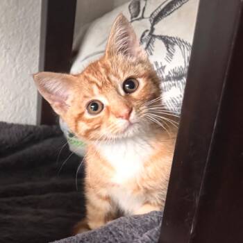 Mandarin -  Domestic Short Hair Cat for Adoption in Zimmerman, Minnesota - Mandarin | PetCurious