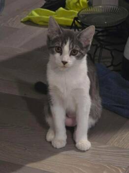 Pieces -  Domestic Short Hair Cat for Adoption in Milton, Delaware - Pieces | PetCurious