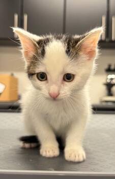 Jerry -  Domestic Short Hair Cat for Adoption in Yankton, South Dakota - Jerry | PetCurious