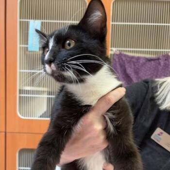 Noggin Boggins -  Domestic Short Hair Cat for Adoption in Murray, Utah - Noggin Boggins | PetCurious