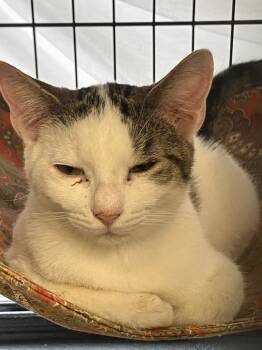 Rescue Domestic Short Hair Cats for Adoption in Lunenburg, Massachusetts - Remy | PetCurious