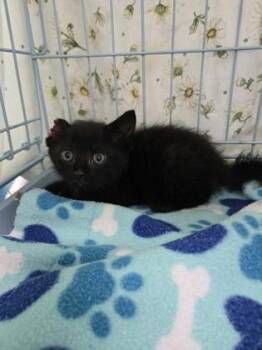 Cauliflower -  Domestic Short Hair Cat for Adoption in Gainesville, Florida - Cauliflower | PetCurious