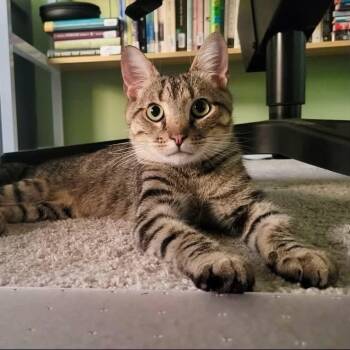 Bones -  Domestic Short Hair Cat for Adoption in Raleigh, North Carolina - Bones | PetCurious