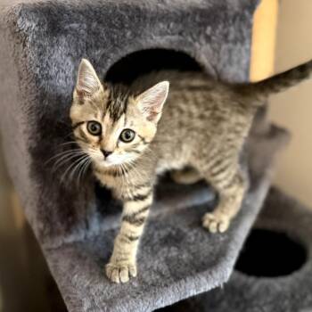 Ava -  Domestic Short Hair Cat for Adoption in Carmel, Indiana - Ava | PetCurious