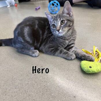 Hero -  Domestic Short Hair Cat for Adoption in Hazlet, New Jersey - Hero | PetCurious