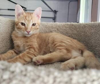 Mikey-COURTESY LISTING -  Domestic Short Hair Cat for Adoption in Decorah, Iowa - Mikey-COURTESY LISTING | PetCurious