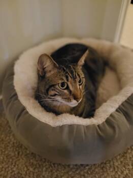 Rescue Domestic Short Hair Cats for Adoption in Elmsford, New York - Cocoa**Courtesy Post | PetCurious