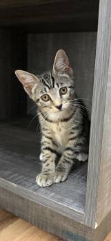 Poppi -  Domestic Short Hair and Tabby Cat for Adoption in Houston, Texas - Poppi | PetCurious