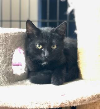 Rescue Domestic Short Hair Cats for Adoption in Buffalo, New York - Joy | PetCurious