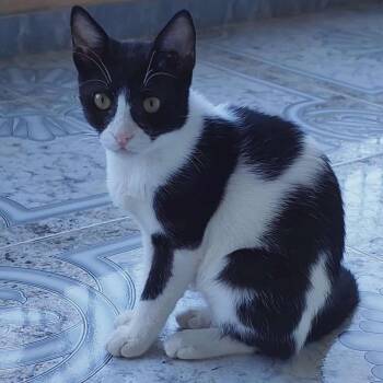 Tuxedo Cats Available for Adoption in Brampton, Ontario - AnhTai | PetCurious