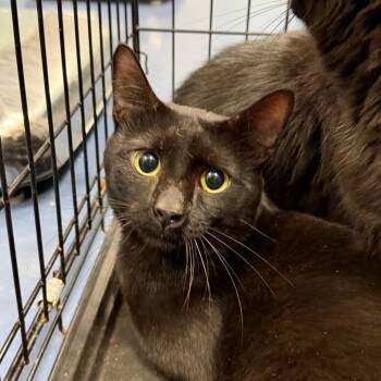 Stamps -  Domestic Short Hair Cat for Adoption in Greensboro, North Carolina - Stamps | PetCurious