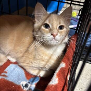 Miguel -  Domestic Medium Hair Cat for Adoption in Jasper, Indiana - Miguel | PetCurious