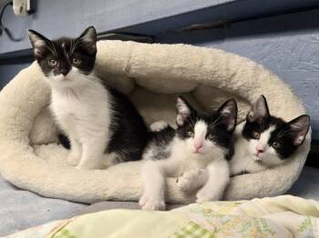 Rescue Domestic Short Hair Cats for Adoption in New Richmond, Wisconsin - Adora (F), Giles (M), & Everley (F) | PetCurious