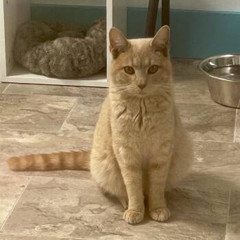 Tabby Cats Available for Adoption - Parmesan | PetCurious