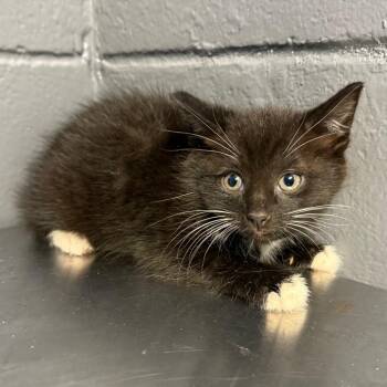 Domestic Short Hair Cats Available for Adoption in Tuscaloosa, Alabama - TUSC-Stray-84177 | PetCurious
