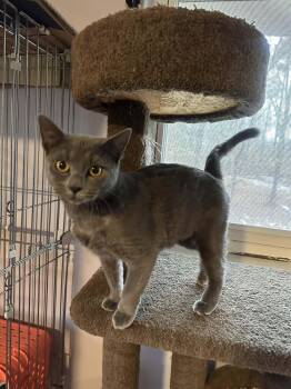 Russian Blue and Domestic Short Hair Cats Available for Adoption - Zosia | PetCurious