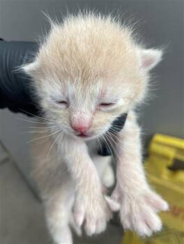 POOH BEAR -  Domestic Short Hair Cat for Adoption in Dallas, Texas - POOH BEAR | PetCurious