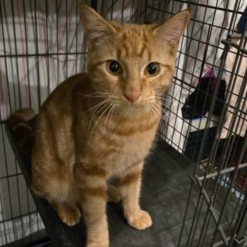 Rescue Domestic Short Hair Cats for Adoption in Bentonville, Arkansas - Pumpkin Spice | PetCurious