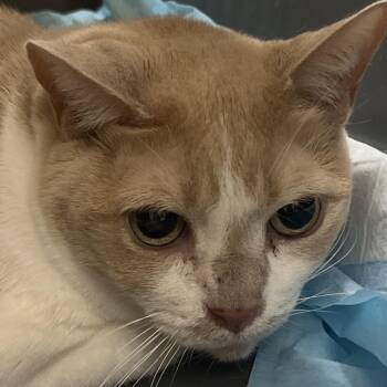 Loretta -  Domestic Short Hair Cat for Adoption in Yuma, Arizona - Loretta | PetCurious