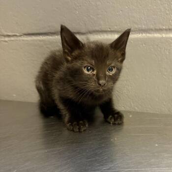 Domestic Short Hair Cats Available for Adoption in Tuscaloosa, Alabama - TUSC-Stray-84543 | PetCurious