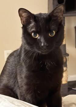 Mojo -  Domestic Short Hair Cat for Adoption in Silver Spring, Maryland - Mojo | PetCurious