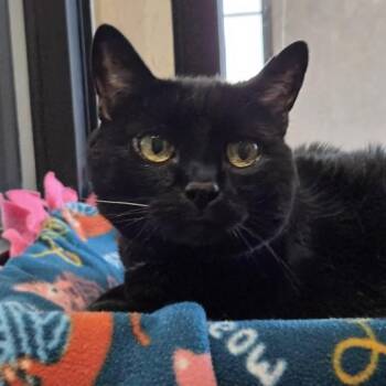 Pepper -  Domestic Short Hair Cat for Adoption in Ballston Spa, New York - Pepper | PetCurious
