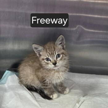 Freeway -  Domestic Medium Hair Cat for Adoption in Snow Hill, North Carolina - Freeway | PetCurious