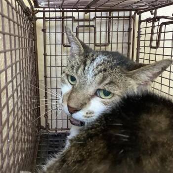 IVHS-Stray-143266 -  Domestic Medium Hair Cat for Adoption in San Gabriel, California - IVHS-Stray-143266 | PetCurious