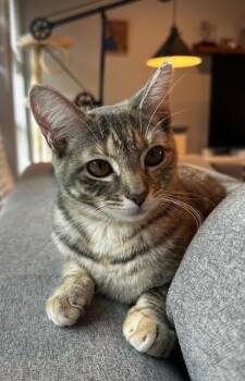 Rescue Tabby and Dilute Calico Cats for Adoption in Burlington, Washington - Heidi - AB | PetCurious