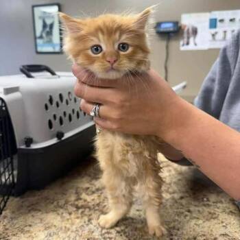 Pumpkin in Spring Grove, PA -  Domestic Long Hair Cat for Adoption - Pumpkin In Spring Grove, PA | PetCurious