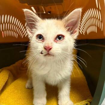 Winslow -  Domestic Short Hair Cat for Adoption - Winslow | PetCurious
