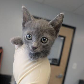 Riddle -  Domestic Short Hair Cat for Adoption in Watertown, New York - Riddle | PetCurious
