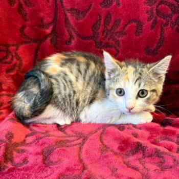 ThredUp -  Domestic Short Hair Cat for Adoption in Mt. Juliet, Tennessee - ThredUp | PetCurious