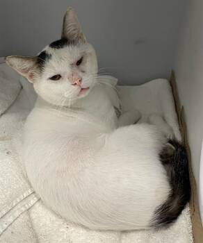 JULIAN -  Domestic Short Hair Cat for Adoption in Palmetto, Florida - JULIAN | PetCurious