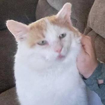 Domestic Short Hair Cats Available for Adoption - Sullivan C10505 | PetCurious