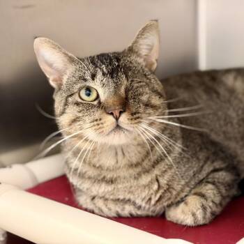 Brody -  Domestic Short Hair Cat for Adoption in Stafford Township, New Jersey - Brody | PetCurious