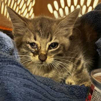 Charli-C -  Domestic Short Hair Cat for Adoption in East St. Louis, Illinois - Charli-C | PetCurious