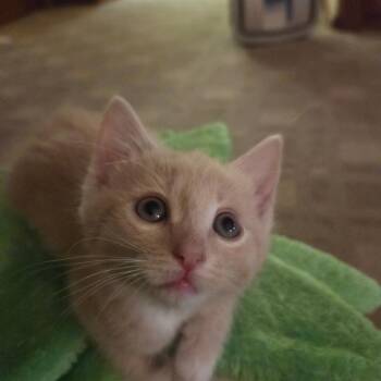 Rambo -  Domestic Short Hair Cat for Adoption in Blairsville, Georgia - Rambo | PetCurious