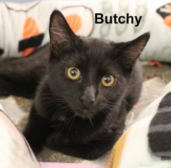 Butchy Fuhr. (sweet, easy-going, and confident) -  Domestic Short Hair Cat for Adoption in Stowe, Pennsylvania - Butchy Fuhr. (sweet, Easy-going, And Confident) | PetCurious