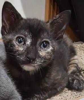 Camry (Cam) -  Domestic Short Hair Cat for Adoption in Chicago, Illinois - Camry (Cam) | PetCurious