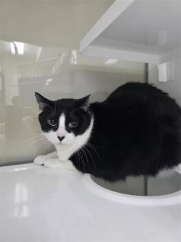 Domestic Short Hair Cats Available for Adoption - Mickey | PetCurious
