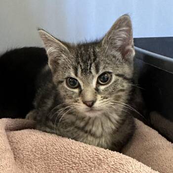 Domestic Short Hair Cats Available for Adoption - Atlas | PetCurious