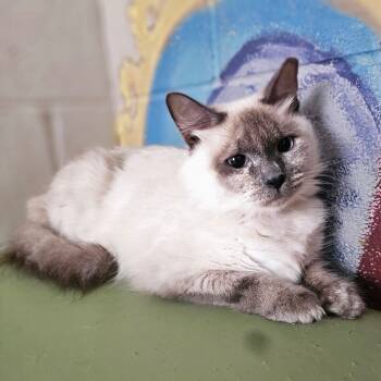 Rescue Siamese Cats for Adoption in Laredo, Texas - Luna Lovegood | PetCurious