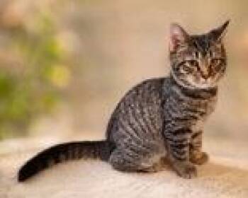 Daniels -  Domestic Short Hair Cat for Adoption in Portsmouth, Ohio - Daniels | PetCurious