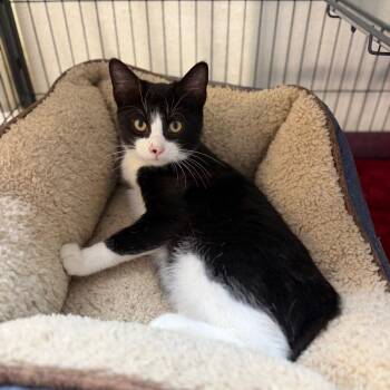 Cooper -  Domestic Short Hair Cat for Adoption in Portage, Michigan - Cooper | PetCurious