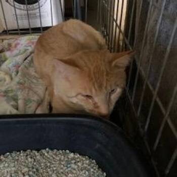 Tristan -  Domestic Short Hair Cat for Adoption in Greensboro, North Carolina - Tristan | PetCurious