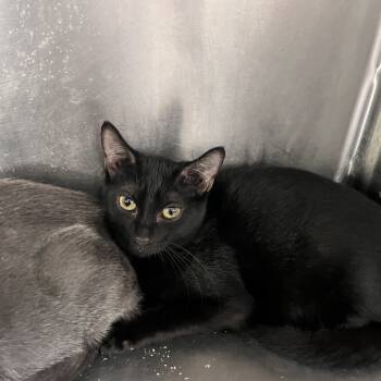 Rescue Domestic Short Hair Cats for Adoption in Jupiter, Florida - Harper | PetCurious